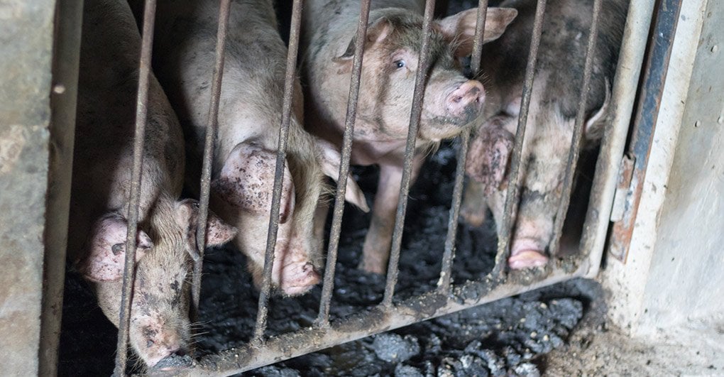 USDA Issues Dirty Pork Rule, Allows Pork Producers to Inspect Own Meat